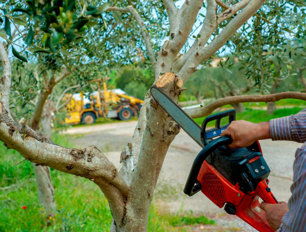 Best Tree Care Services  in Skidway Lake, MI